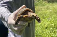 Viaje de 630 Km hacia la libertad: Medellín trasladó 140 tortugas a su verdadero hogar en el Meta