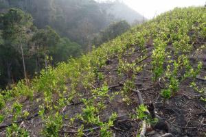 Cultivos de hoja de coca