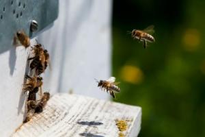 Abejas