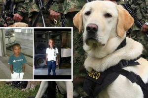 Con perros de búsqueda, autoridades buscan a niño desaparecido en Medellín