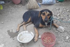 Siete meses de cárcel a extranjero que asesinó a un perrito en El Carmen de Viboral