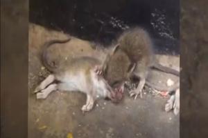 Aumenta el canibalismo entre ratas por la falta de comida