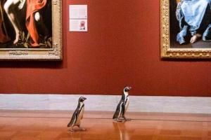 Pingüinos visitan museo y se sorprenden