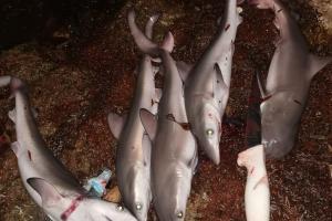 Tiburones sacrificados en la isla de San Andrés.