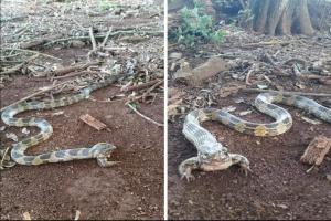 Serpiente con patas