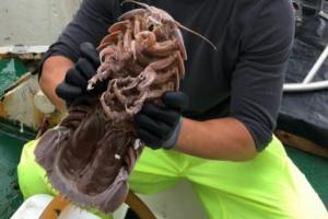 Descubren cucaracha gigante en el fondo del mar
