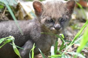 Campesino cuidó a un puma porque creía que era un gato