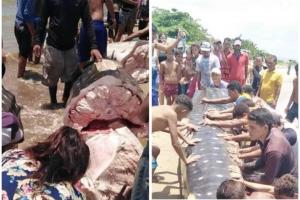 Pescadores descuartizaron un tiburón ballena con sevicia