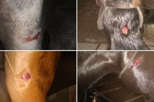 Caballos heridos en protestas en Medellín