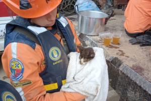 Animales rescatados en Dabeiba