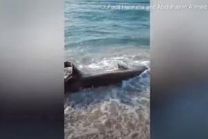Tiburón atacado por un pez espada