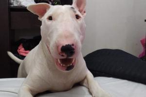 'Apolo', víctima de maltrato animal en Medellín