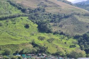 En un árbol de esta montaña fue colgado el animal en Dabeiba, Antioquia.