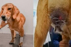 Maya, la perrita a la que le cosieron sus genitales con un alambre 