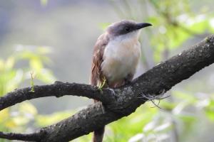 Se vio en Medellín el cuclillo piquioscuro, especie de ave nunca observada