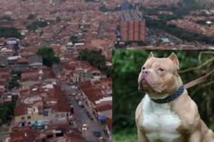 Pelea de perros Pitbull dejó tres personas heridas en un barrio de Bello