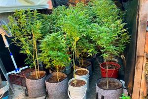 Cayó el “chikunguña” de Itagüí, el supuesto delincuente tenía un jardín de marihuana