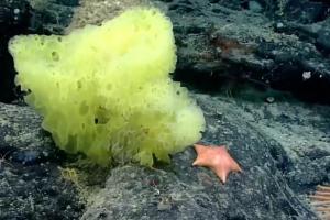 Bob esponja y patricio vida real