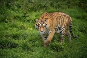 Cuidadora de un zoológico muere en Chile por el ataque de un tigre