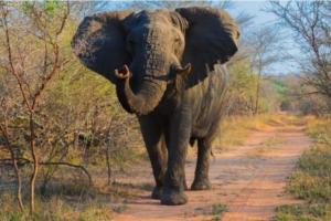 Elefante
