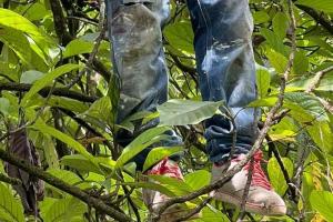 Mató a martillazos a su novia y luego de ahorcó en Montebello, Antioquia