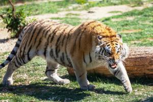 Tigre le arrancó la mano de su cuidadora en medio de un parque safari 
