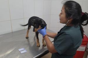 Referencia Perros