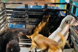 Envenenaron a 10 perros en zona rural de Marinilla, oriente antioqueño