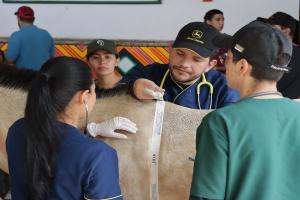 Implantaron microchips a 260 caballos de alquiler en Caldas, Antioquia 