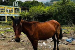 Caballos para la adopción en Antioquia