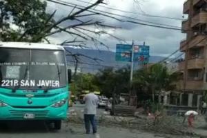 Caída de árbol en San Javier, Medellín 