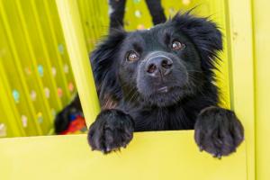 Jornada de adopción caninos y felinos en Medellín