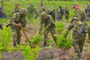 Instrucción es concertar erradicación de cultivos con las comunidades, asegura la Séptima División del Ejército