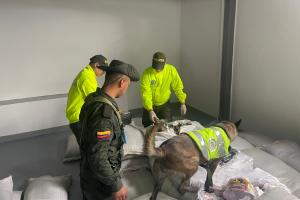 Gracias a canino Policía lograron incautar en el barrio Boston 1.077 kilogramos de marihuana camuflados en costales con frijol