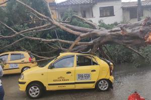 Caída de árbol en el centro de Medellín