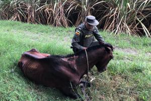 El caballo presentaba laceraciones profundas en su piel