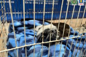 En zona rural de Itagüí fueron recuperados un mono tití y un ave turpial 