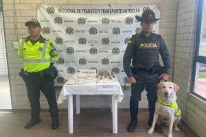 Incautación de alucinógenos en Santo Domingo, Antioquia