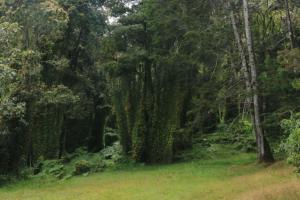 hectáreas de ecosistemas estratégicos de Medellín