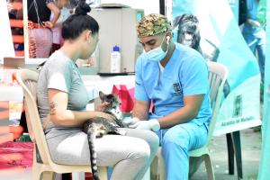 Jornadas gratuitas de esterilización de perros y gatos en Medellín
