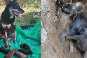 ¡Indignante! Encontraron en una quebrada de Maceo a una perrita muerta con signos de tortura 