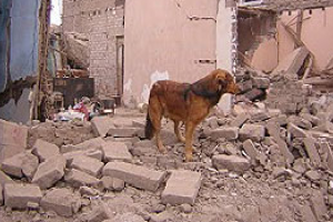 ¿Cuáles son los comportamientos animales que se observan antes de un temblor?