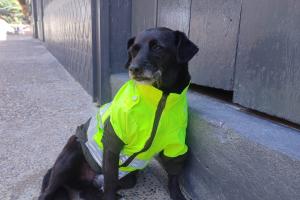 Barbas, el perrito Policía que se robó el corazón de la comunidad de Concepción 
