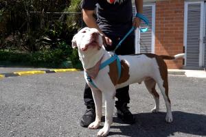 Mascotas en Medellín