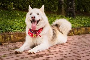 Vincent, el tercer animal que recibe un marcapasos instalado por el CVZ de la Universidad CES