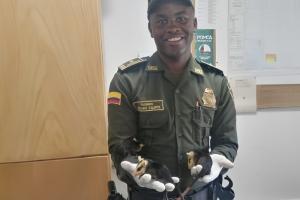 Rescate de zarigüeyas en Cañasgordas, Antioquia