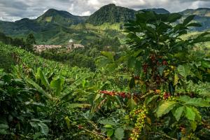 Asesinaron a un recolector de café en una vereda de Andes, Antioquia