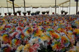 170 mil tallos de flor saldrán del Oriente Antioqueño