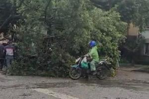 Árbol caído en la comuna 13 de Medellín