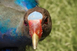 Pollas azules bajo alerta 